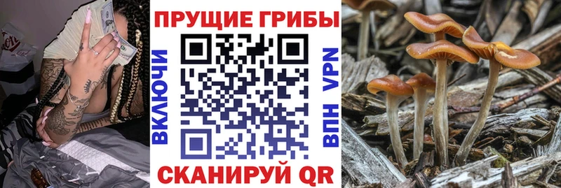 Купить где  Барнаул  Псилоцибиновые грибы мицелий 